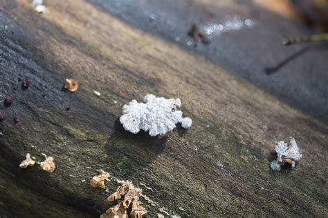 Schizophyllum commune. By Richard Jacob-4 | Western Pennsylvania Mushroom Club