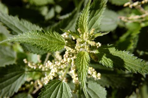 Temperate Climate Permaculture: Permaculture Plants: Stinging Nettle