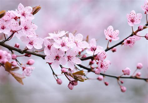 Spring Blossom and Flower Wall Murals | Harmonious Garden Sensation ...