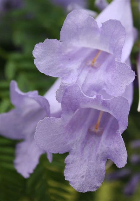 jacaranda | Purple flowering tree, Flowering trees, Purple flowers