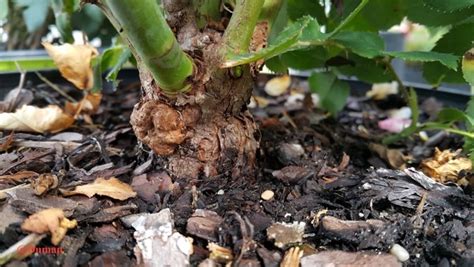 Be on the Lookout for Rose Crown Gall | Gardening in the Panhandle