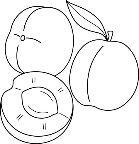 Apricot Fruit Isolated Coloring Page for Kids 11487051 Vector Art at Vecteezy