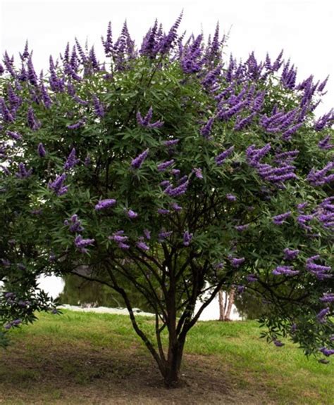 Vitex (Texas Lilac)