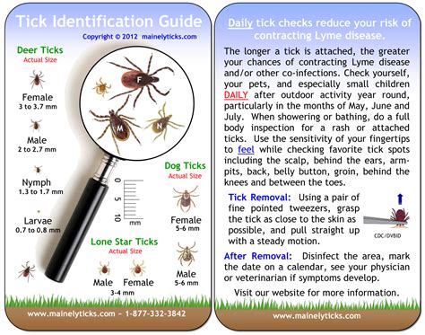 Lyme Disease Prevention Begins with Proper Tick Identification and ...