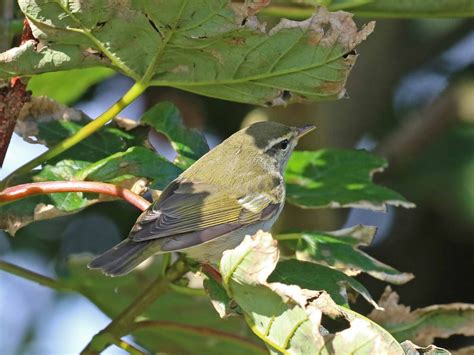 Arctic Warbler by G W Petrie - BirdGuides