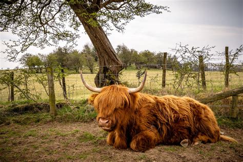 Yak in a farm. Original | Free Photo - rawpixel