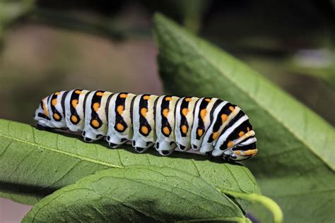 Eastern Black Swallowtail Caterpillar Photograph by Phil DEGGINGER ...