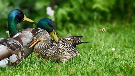 Ducks as Pets | Keeping and Caring for a Pet Duck