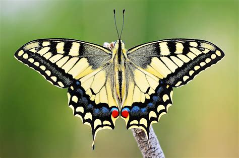 Swallowtail (Papilio machaon) | Swallowtail, Colorful butterflies ...