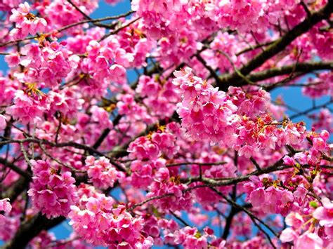 hewan lucu 2016: animasi bergerak bunga sakura berguguran Images