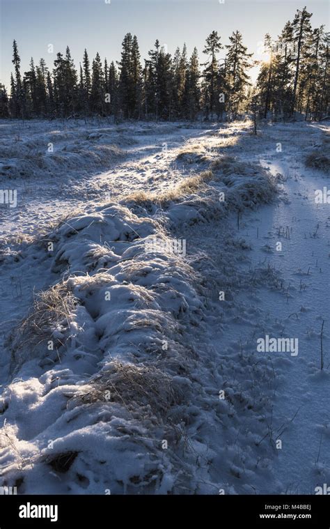 Winter landscape, Lapland, Sweden Stock Photo - Alamy