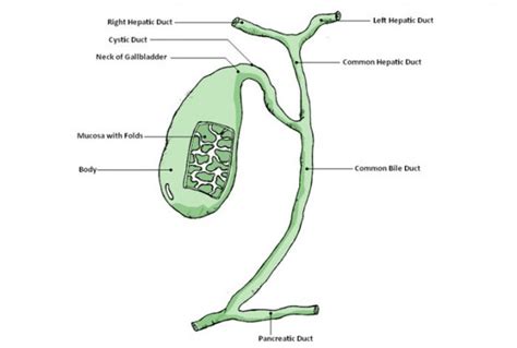 What is Gall Bladder? - Earth.com