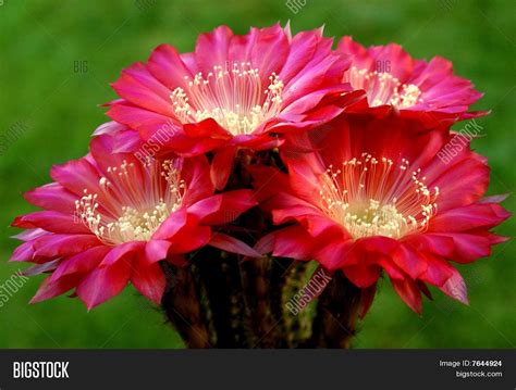 Echinopsis Cactus Image & Photo (Free Trial) | Bigstock