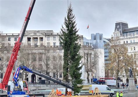 Internet Reacts To Trafalgar Square Christmas Tree Arrival