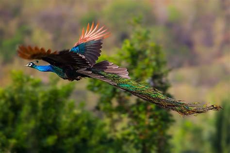 Can Peacocks Fly? - WorldAtlas