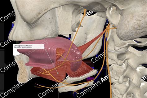 Genioglossus Muscle | Complete Anatomy