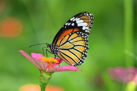 Jul 8 | Butterfly Pavilion 2023: Natural History Museum Of LA County, Los Angeles | Los Angeles ...