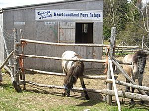 Newfoundland pony Facts for Kids