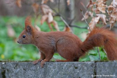 Image, Stock Photo Red Squirrel habitat in Germany | Thomas Reich ...