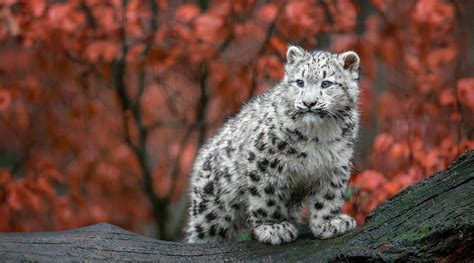 Closeup photo albino leopard cub on gray tree trunk HD wallpaper ...