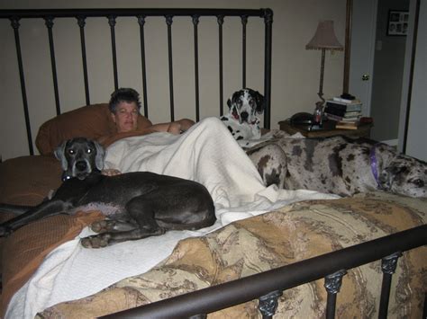 Sleeping with three Great Danes | Tierisch