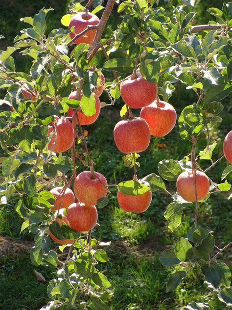 File:Rosaceae Malus pumila Malus pumila Var domestica Apples Fuji.jpg - Wikipedia