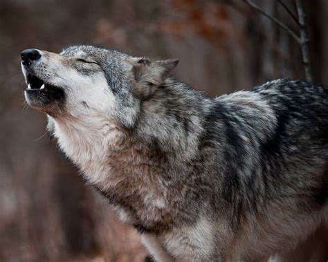 Howling Wolf Pictures, Images and Stock Photos - iStock