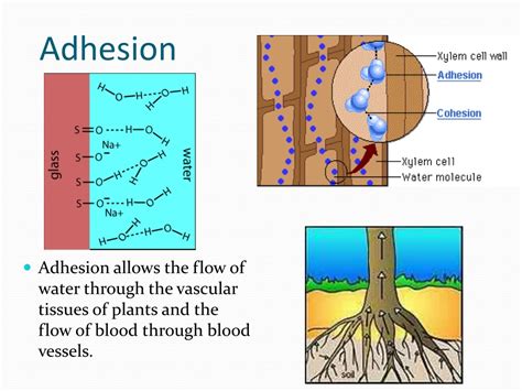 PPT - The Chemistry of Life PowerPoint Presentation, free download - ID:1003109