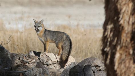 Desert Plan Rollbacks Threaten National Park Wildlife, Communities and Culture · National Parks ...