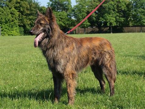 Dutch Shepherd Colors | Saved by dogs: Continental Shepherds: Dutch Shepherds | Dutch Shepherd ...