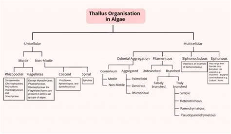 Thallus Organisation in Algae - Types, Structure, Examples - Biology ...