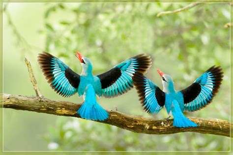 Beautiful Birds Wallpapers, Birds Pictures, Cute Birds Wallpapers