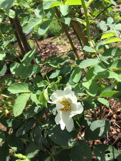 Is this dog rose? — BBC Gardeners' World Magazine