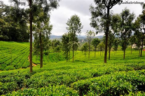 Tea Plantation, Ooty | Tea Plantation, Ooty Udhagamandalam (… | Flickr