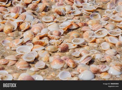 Sand Shells Background Image & Photo (Free Trial) | Bigstock