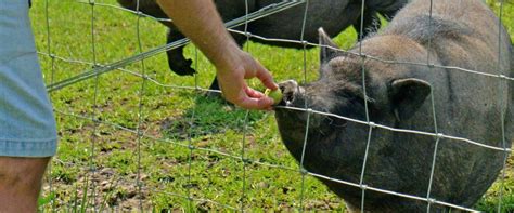 pig-petting-zoo-wv - Almost Heaven - West Virginia