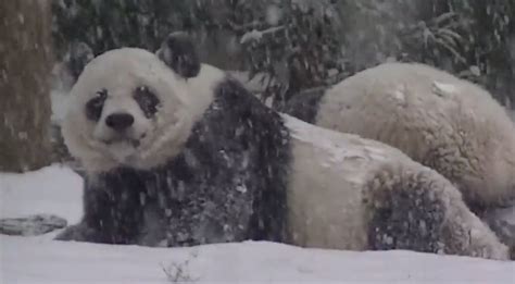 Adorable Panda Cub Gets 1st Snow Day in Washington | Live Science