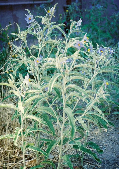 Solanum elaeagnifolium - Wikipedia | Planting flowers, Xeriscape ...