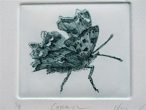 Comma Butterfly. Fine Art Print. Limited Edition - Etsy