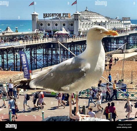 Giant seagull near Brighton pier Stock Photo - Alamy