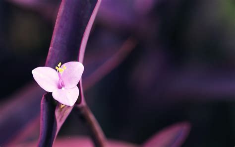 Minimalist Purple Flowers Wallpapers - Top Free Minimalist Purple Flowers Backgrounds ...