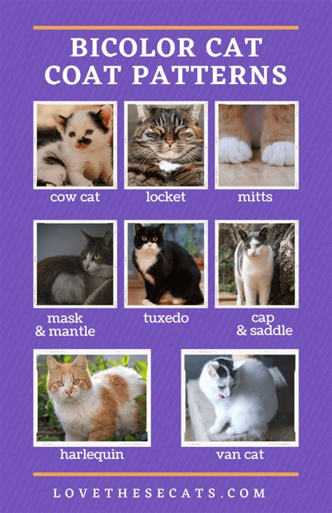 A variety of bicolor cat coat patterns | Bicolor cat, Cute kitten gif, Cow cat