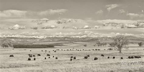 Bison on the Great Plains – 1820 or 2020? | Tony's Takes Photography