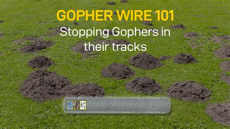 Gopher Wire 101: How It Works and Why It’s So Popular | Getting rid of gophers, Gopher, Rain garden