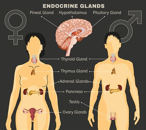 Endocrine System And Steroids