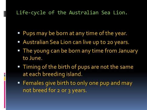 Australian sea lion