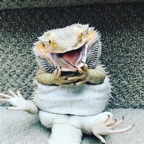 "Is that REALLY my reflection in the mirror? OMG, i AM cute!" #beardeddragonfunny | Bearded ...