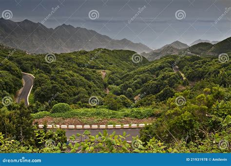 Anaga forest stock photo. Image of curvature, greens - 21931978