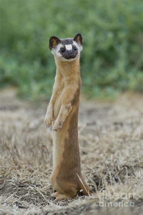 Long-tailed Weasel Photograph by Anthony Mercieca - Pixels