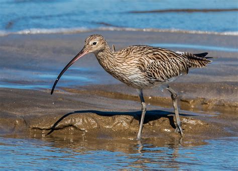 Eurasian curlew at Qurum beach, Oman 3 | Eurasian curlew, AK… | Flickr